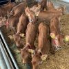 bezoek kaasboerderij
