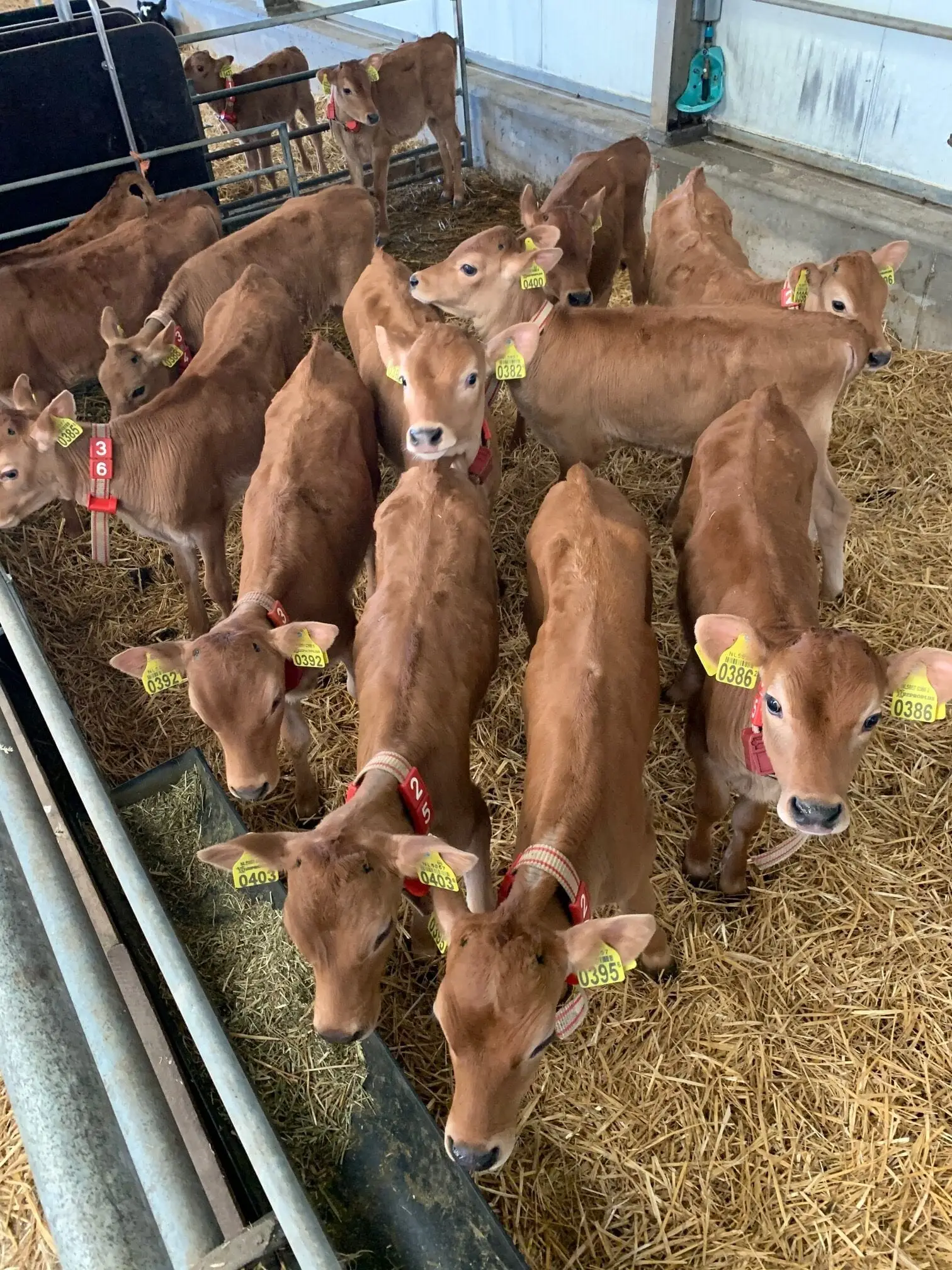 bezoek kaasboerderij
